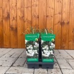 Ruža popínavá (Rosa rampicante) ´CLIMBING WHITE´ - výška 10-20 cm, P11